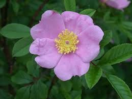 Rosa Palustris